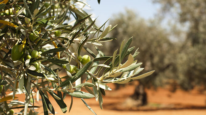 Imagen de archivo de una plantación de olivos