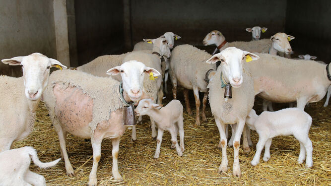 Imagen de archivo de unas ovejas confinadas para evitar contagios por viruela ovina