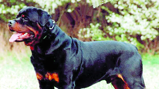 Imagen de archivo de un perro de raza potencialmente peligrosa