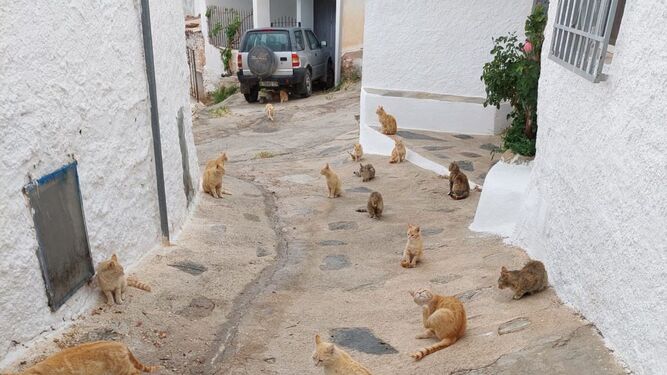 Gatos por las calles de Rambla del Agua
