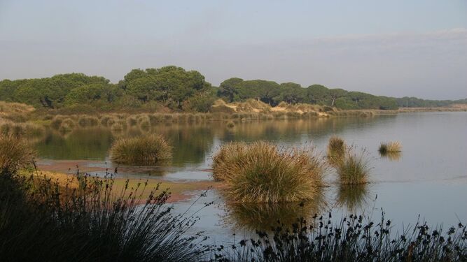 Una de las marismas del Parque Nacional de Doñana.