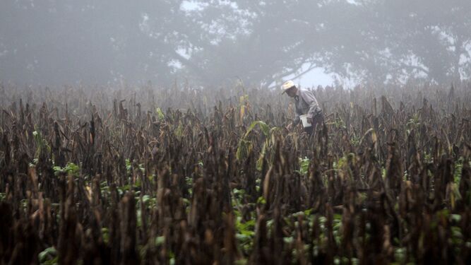 Un campesino en un campo seco de maíz durante el fenómeno del Niño en Guatemala (2015)).