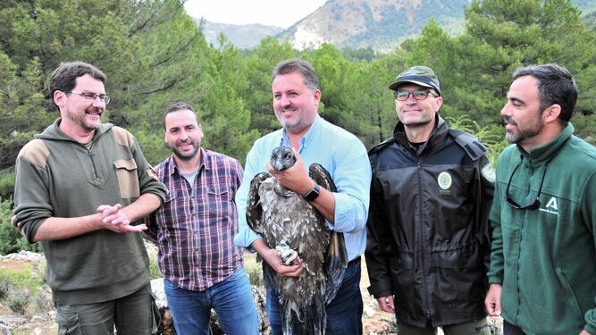 Dos nuevos pollos de quebrantahuesos liberados en el Parque Natural de Castril
