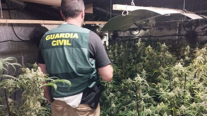Dieciséis investigados en dos operaciones contra el cultivo de marihuana en la Vega de Granada