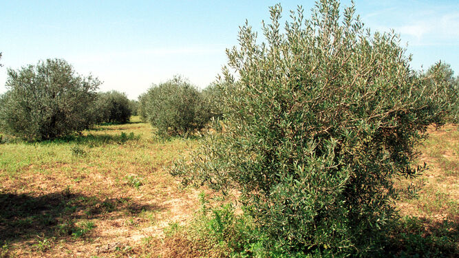 Conoce el aceite de oliva más exclusivo de de Granada
