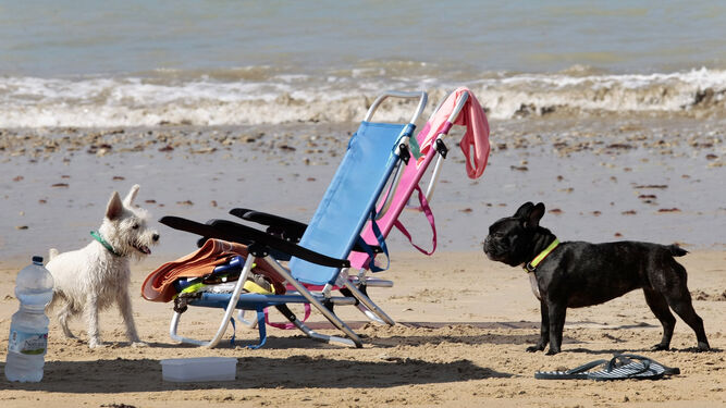 ¿Cuáles son las playas para perros que se encuentran en la costa de Granada?