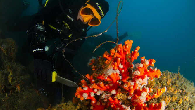 Submarinista con corales, en una imagen de Coral Soud.
