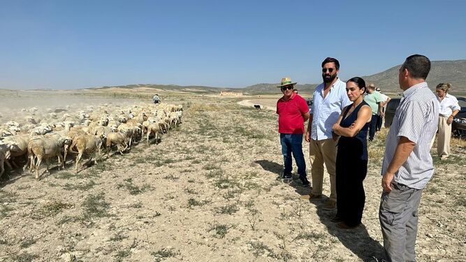 Jacobo Robatto observa un rebaño de ovejas