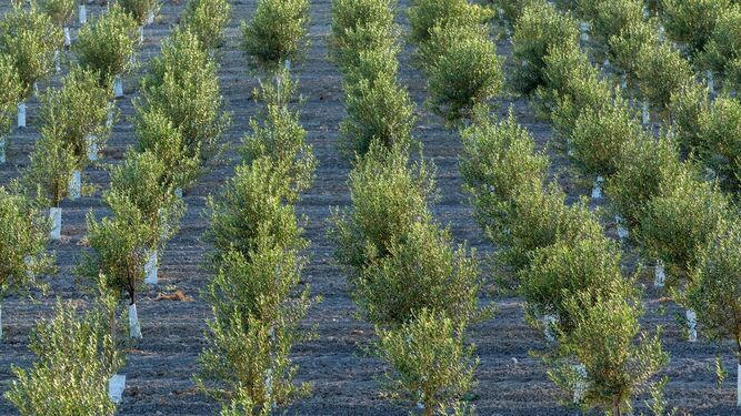 El olivar es uno de los sectores tradicionales del agro granadino