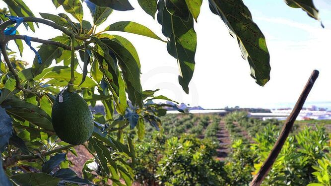 Preocupación en la Costa de Granada por las "cuantiosas" pérdidas en la producción de aguacates y mangos