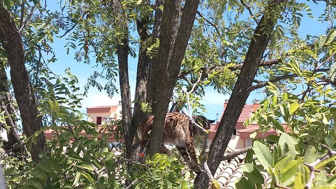 Imagen del lince Sotillo subido a un árbol de una vivienda en Úbeda