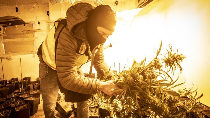 Un agente de policía durante operación contra el tráfico de marihuana en Granada