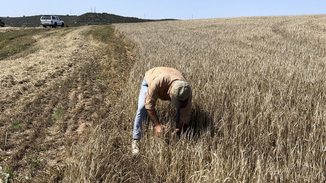 Trabajos en un campo de trigo en un contexto de clara sequía