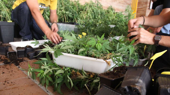 Detenido en Granada por regar plantas de marihuana escondidas junto al río Genil, del que extraía el agua