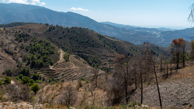 Reforestación y nuevos brotes: el horizonte tras las obras de emergencia después del incendio forestal de Los Guájares