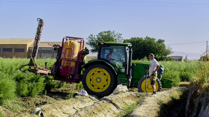 Agricultores de espárrago en la Vega de Granada