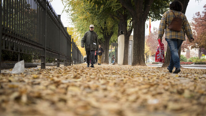 El Ayuntamiento de Granada adelanta la campaña de recogida de hojas