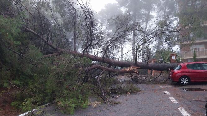 Reabierta la carretera entre Alfacar y Víznar tras la retirada de un pino que cayó por la tormenta
