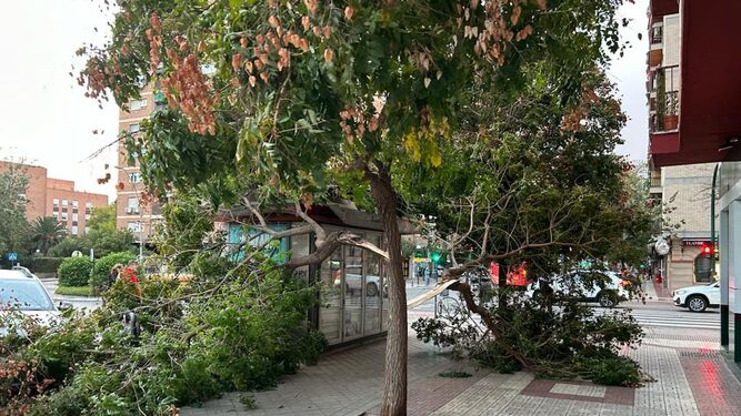 Un árbol caído sobre el kiosko de Los Alminares