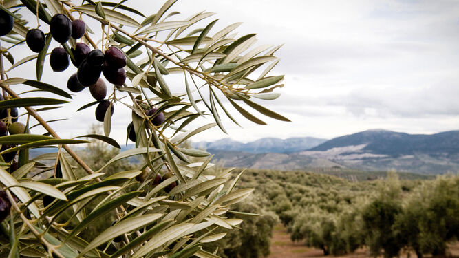 El precio del aceite ha motivado ya robos en campos de olivos.
