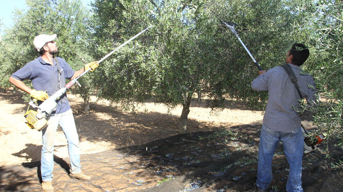 Imagen de archivo de dos agricultores vareando un olivo