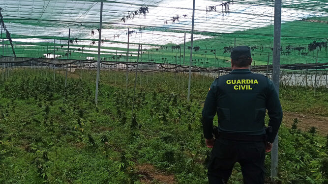 Imagen del invernadero lleno de plantas de cannabis descubierto por la Guardia Civil