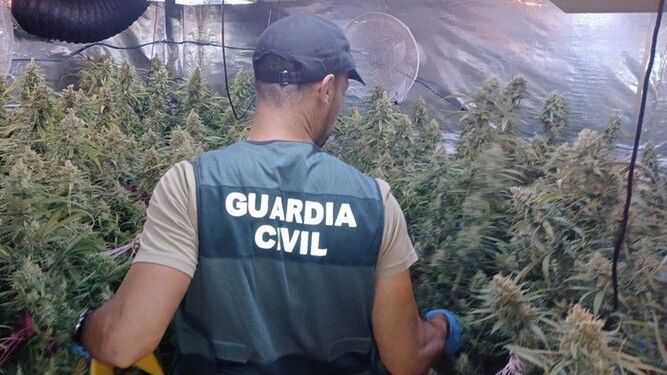 La mancha verde de la marihuana se extiende por Granada con operaciones en 28 municipios en una semana