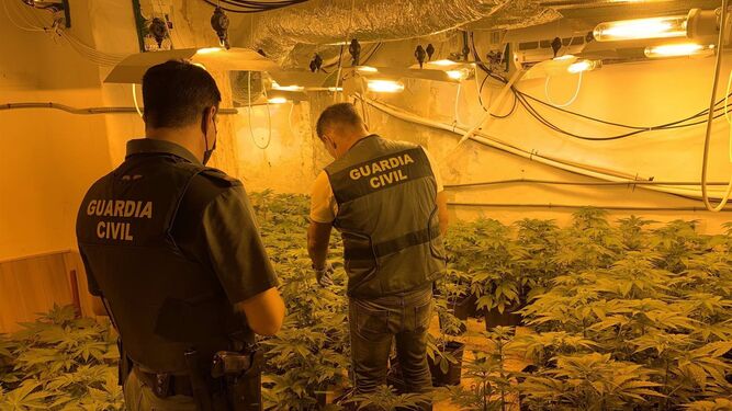 Operación Nazarí Ordo: desarticulan once centros de producción de marihuana en varios municipios de Granada