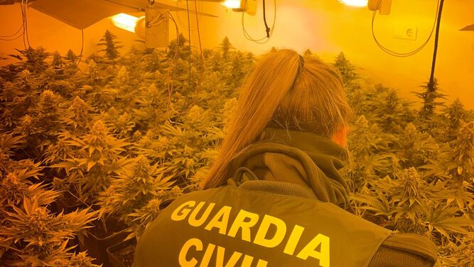 La operación Nazarí Ordo sigue adelante y desarticula otros nueve centros de producción de marihuana en Granada