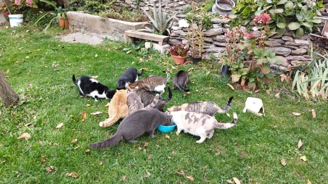 Imagen de una camada de gatos callejeros de Ferreirola comiendo en una zona ajardinada