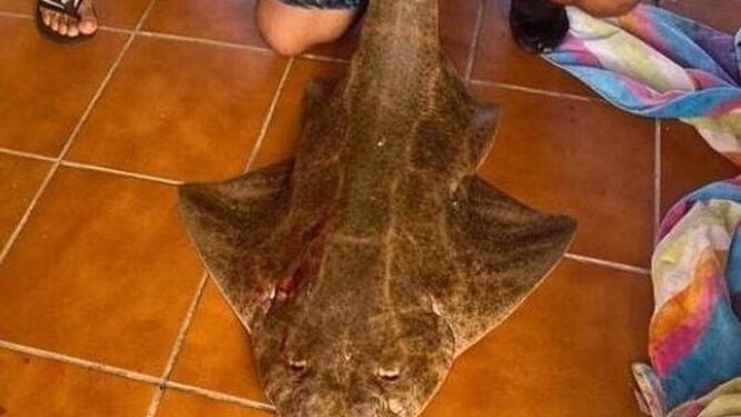 Detenido por pescar y despiezar un tiburón angelote en Lanzarote