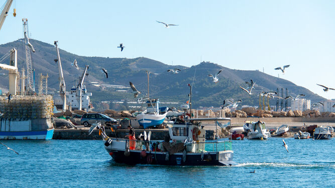Califican de “escandalosa” la nueva reducción de cuotas impuesta al sector pesquero