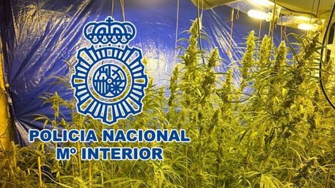 Veintiséis detenciones y más de 2.100 plantas de marihuana: el balance de noviembre del tráfico contra la droga en Granada y Motril