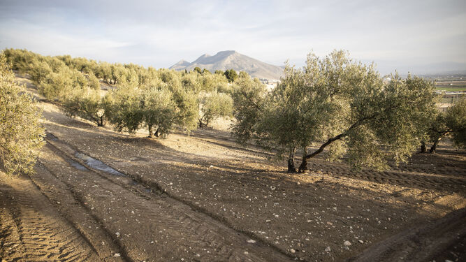Terrenos de olivos, ayer en la zona de Pinos Puente