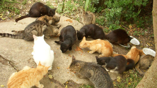 Imagen de archivo de una colonia de gatos