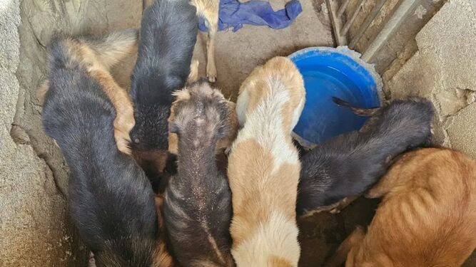Grupo de perros  desnutridos en Purullena