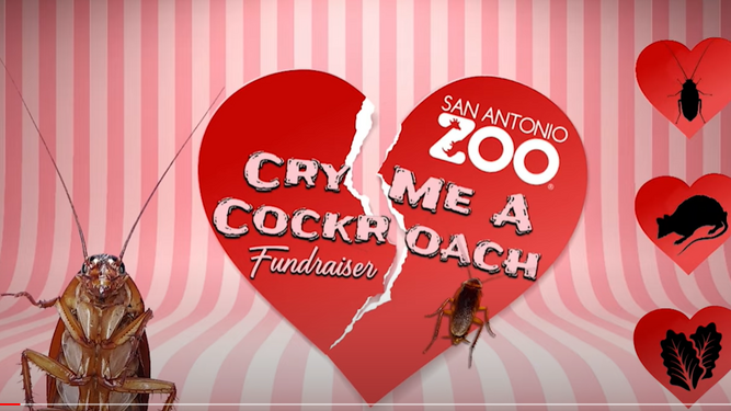 Ponle el nombre de tu ex a una cucaracha y dásela de comer a un animal, la iniciativa de un zoo por San Valentín