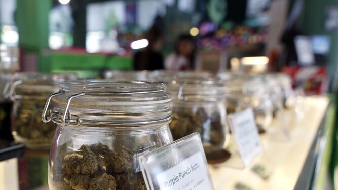 Alemania aprueba la tenencia y el consumo del cannabis con restricciones