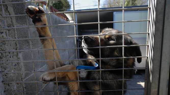 Fraude en la adopción de animales: pago por una mascota que nunca llega