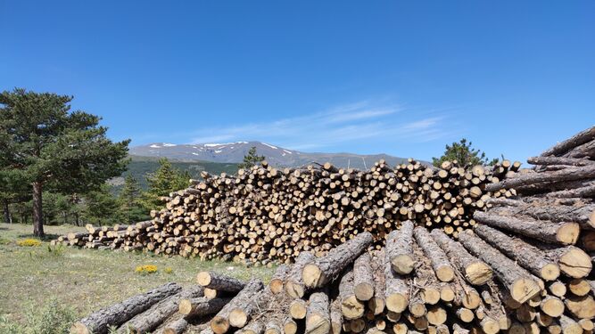 La Universidad de Granada impulsa un proyecto para fomentar el aprovechamiento forestal sostenible