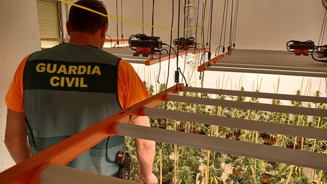 La Guardia Civil incauta 6.000 plantas de marihuana en cinco municipios de Granada
