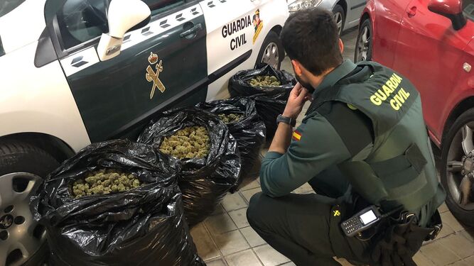 Imagen de la marihuana incautada por la Guardia Civil