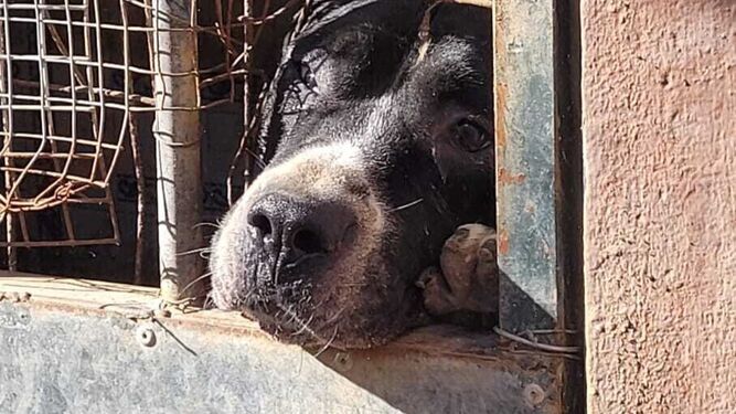 Un perro intenta ver la luz del sol en su pequeña jaula en el centro chiclanero.