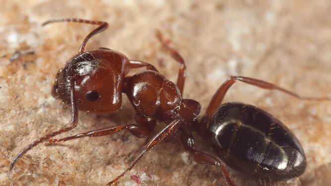 Hormiga Camponotus lateralis