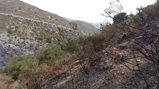 Zona de matorral afectada por el incendio de Vélez de Benaudalla