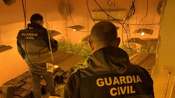 La Guardia Civil lleva a cabo dos operaciones contra el tráfico de marihuana en la provincia de Granada