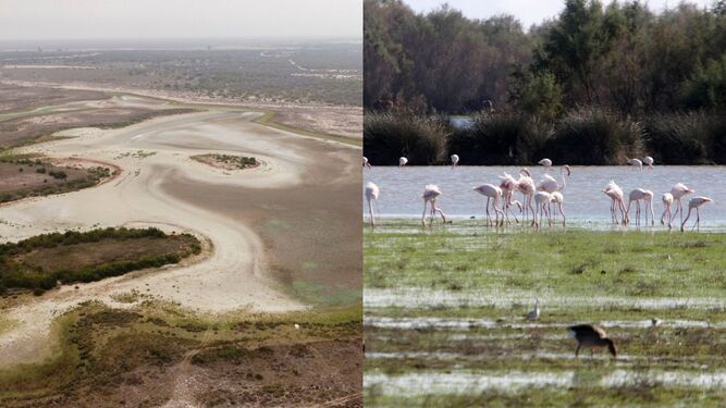 La laguna de Santa Olalla en 2023 y la de El Rocío en 2024, Doñana.
