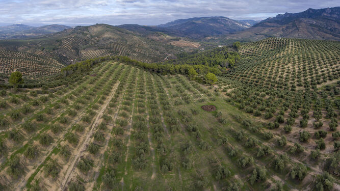 Vista panorámica aérea de un olivar  de montaña.