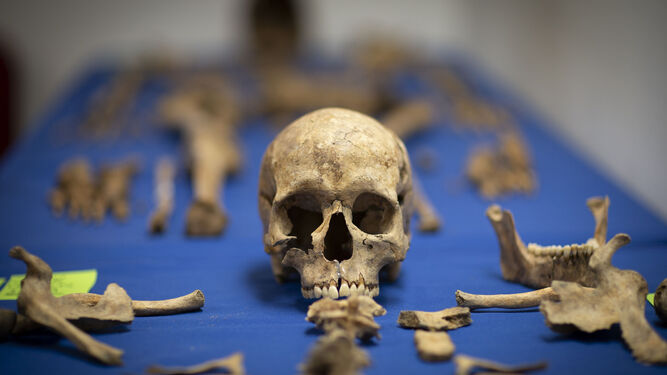 Restos óseos extraídos de una fosa común de la Guerra Civil en Víznar (Granada)